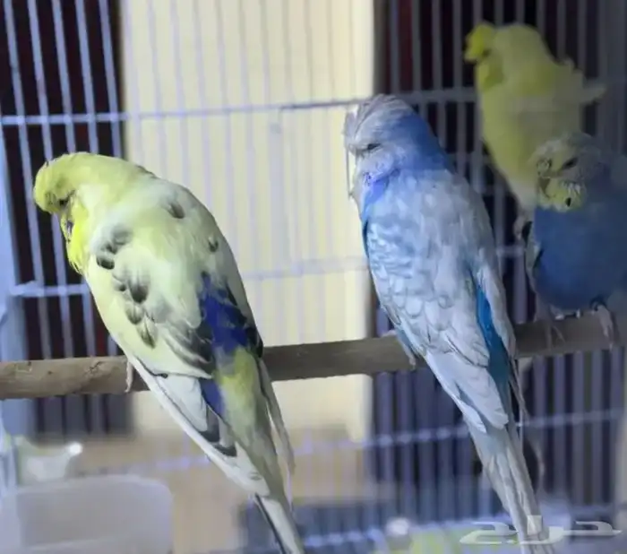 أزواج بادجي هوقو و انقلش 5