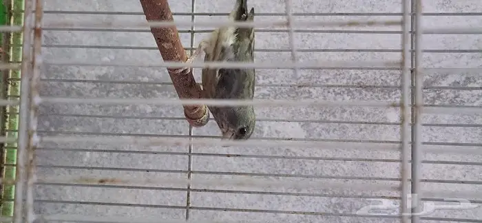 حسون قري العدد 6 ذكور مغرده 0