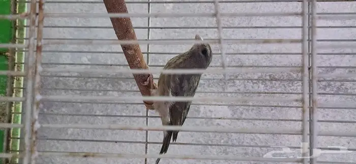 حسون قري العدد 6 ذكور مغرده 1