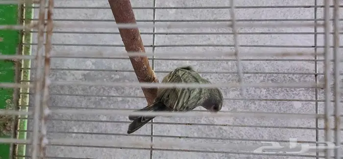 حسون قري العدد 6 ذكور مغرده 2