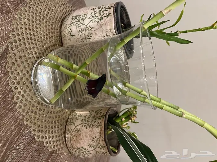 المنطقة الشرقية 16