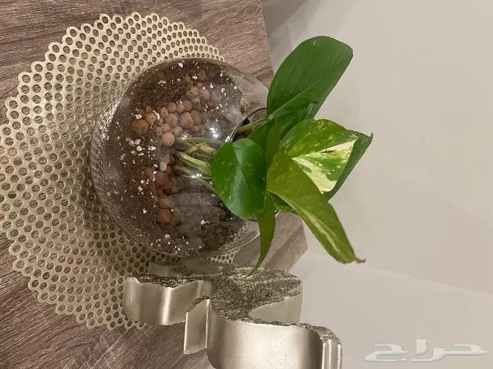 المنطقة الشرقية 17