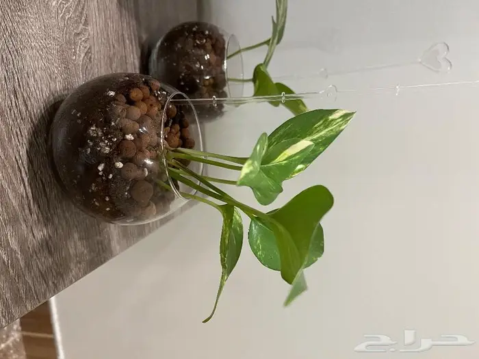 المنطقة الشرقية 18