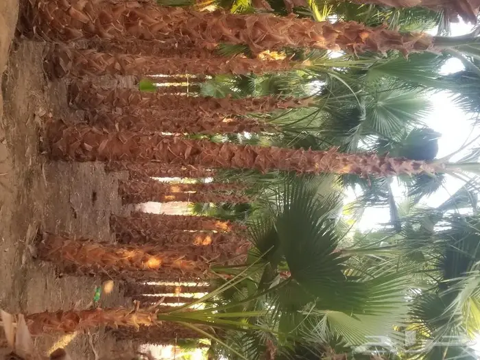 نخل واشنطني زينه وعربي مثمر توريد وزراعه 17