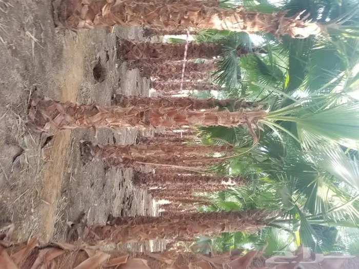 نخل واشنطني زينه وعربي مثمر توريد وزراعه 15