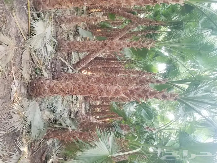 نخل واشنطني زينه وعربي مثمر توريد وزراعه 14