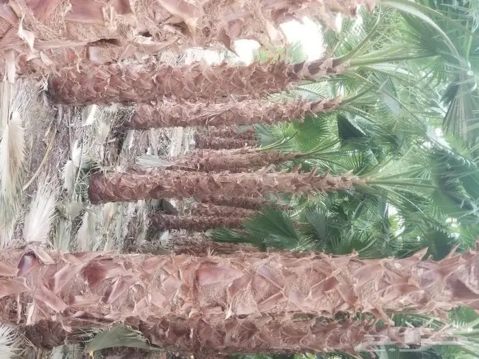 نخل واشنطني زينه وعربي مثمر توريد وزراعه 18