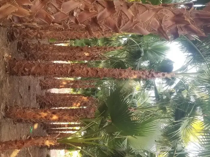 نخل واشنطني زينه وعربي مثمر توريد وزراعه 19