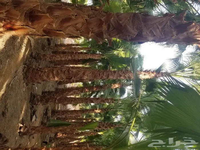 نخل واشنطني زينه وعربي مثمر توريد وزراعه 21