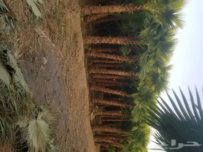 نخل واشنطني زينه وعربي مثمر توريد وزراعه 22