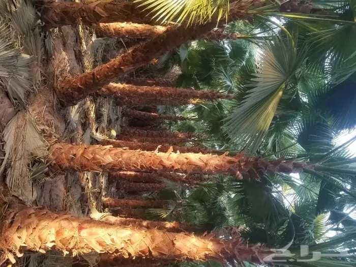 نخل واشنطني زينه وعربي مثمر توريد وزراعه 23