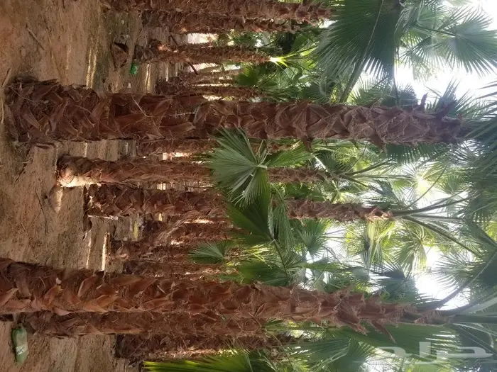 نخل واشنطني زينه وعربي مثمر توريد وزراعه 24