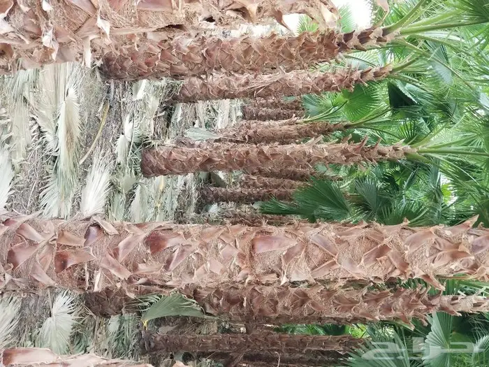 نخل واشنطني زينه وعربي مثمر توريد وزراعه 20
