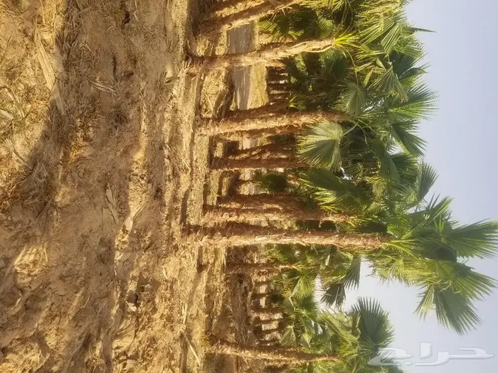 نخل واشنطني زينه وعربي مثمر توريد وزراعه 25