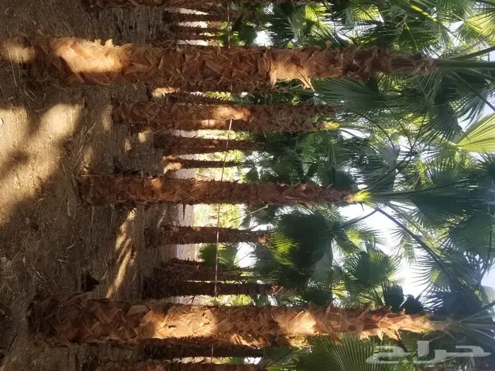 نخل واشنطني زينه وعربي مثمر توريد وزراعه 26