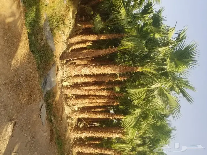 نخل واشنطني زينه وعربي مثمر توريد وزراعه 30