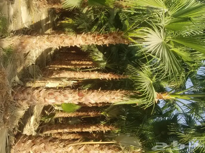 نخل واشنطني زينه وعربي مثمر توريد وزراعه 29