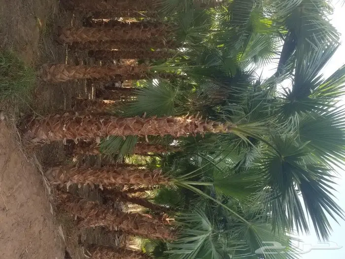 نخل واشنطني زينه وعربي مثمر توريد وزراعه 31
