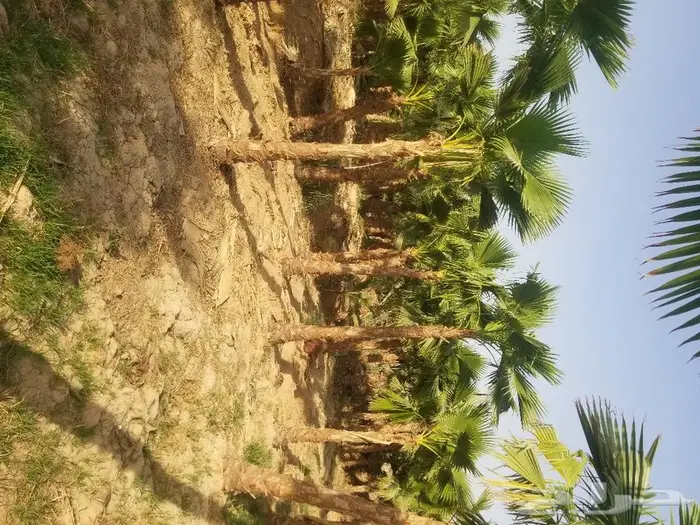 نخل واشنطني زينه وعربي مثمر توريد وزراعه 32