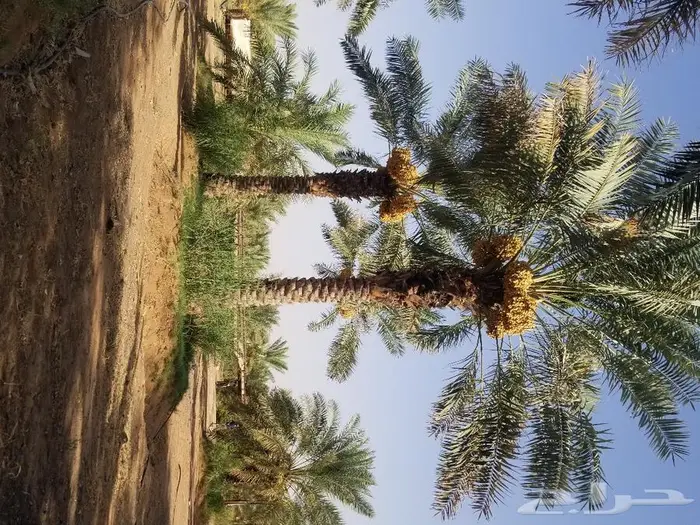 نخل واشنطني زينه وعربي مثمر توريد وزراعه 33