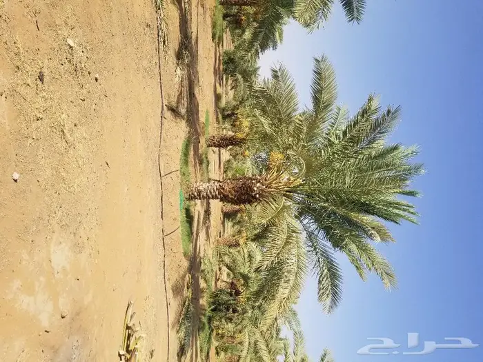 نخل واشنطني زينه وعربي مثمر توريد وزراعه 34