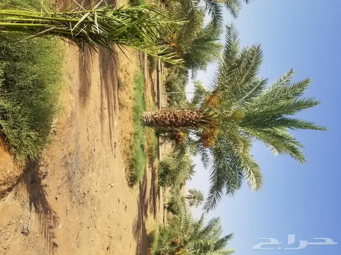 نخل واشنطني زينه وعربي مثمر توريد وزراعه 36