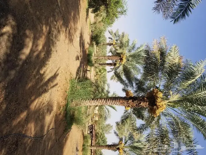 نخل واشنطني زينه وعربي مثمر توريد وزراعه 37