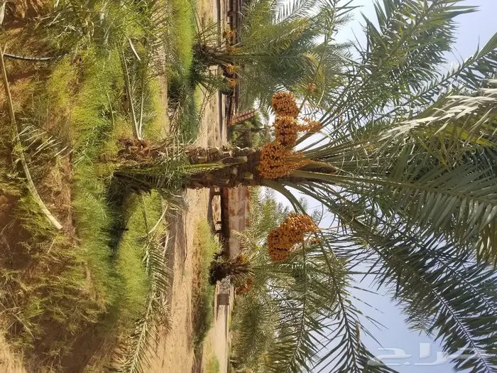 نخل واشنطني زينه وعربي مثمر توريد وزراعه 39