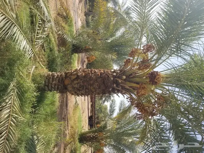 نخل واشنطني زينه وعربي مثمر توريد وزراعه 40