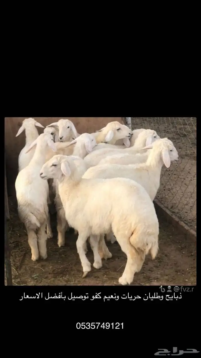 ذبايح وطليان حريات ونعيم كفو 0