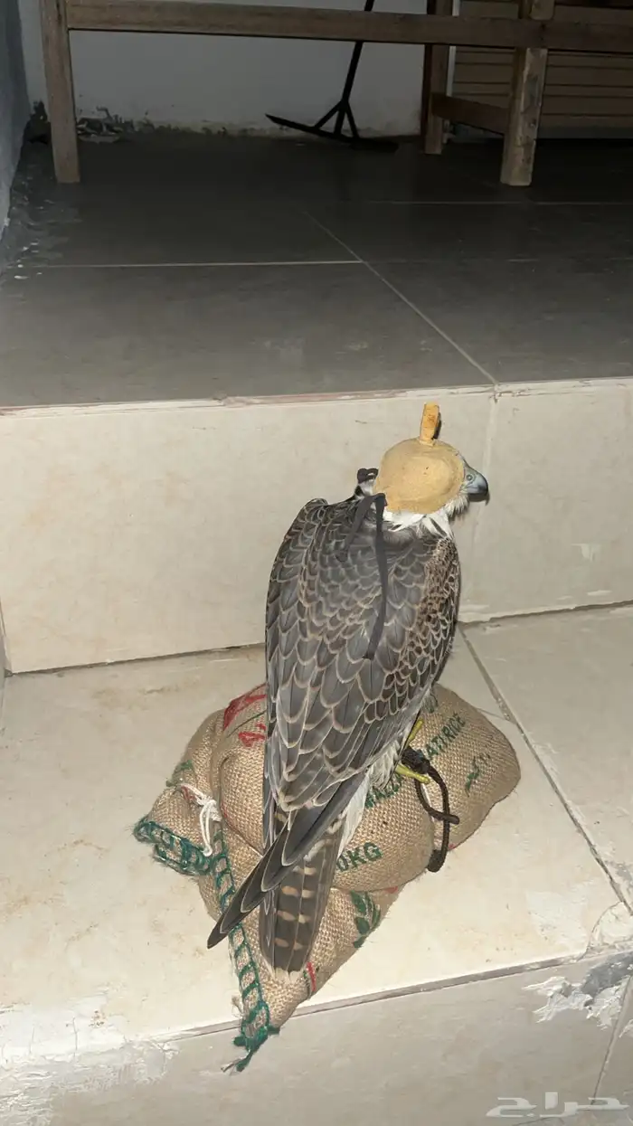 كداد وموصل من الرياض الى الخبر الدمام البحرين 1