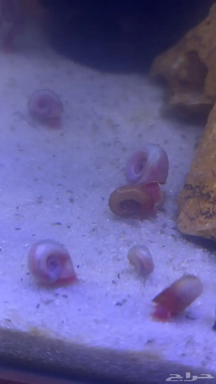 حلزون رامشهورن( 5 حبات مجانا للمبتدئين) حتى نفاذ الكميه 0