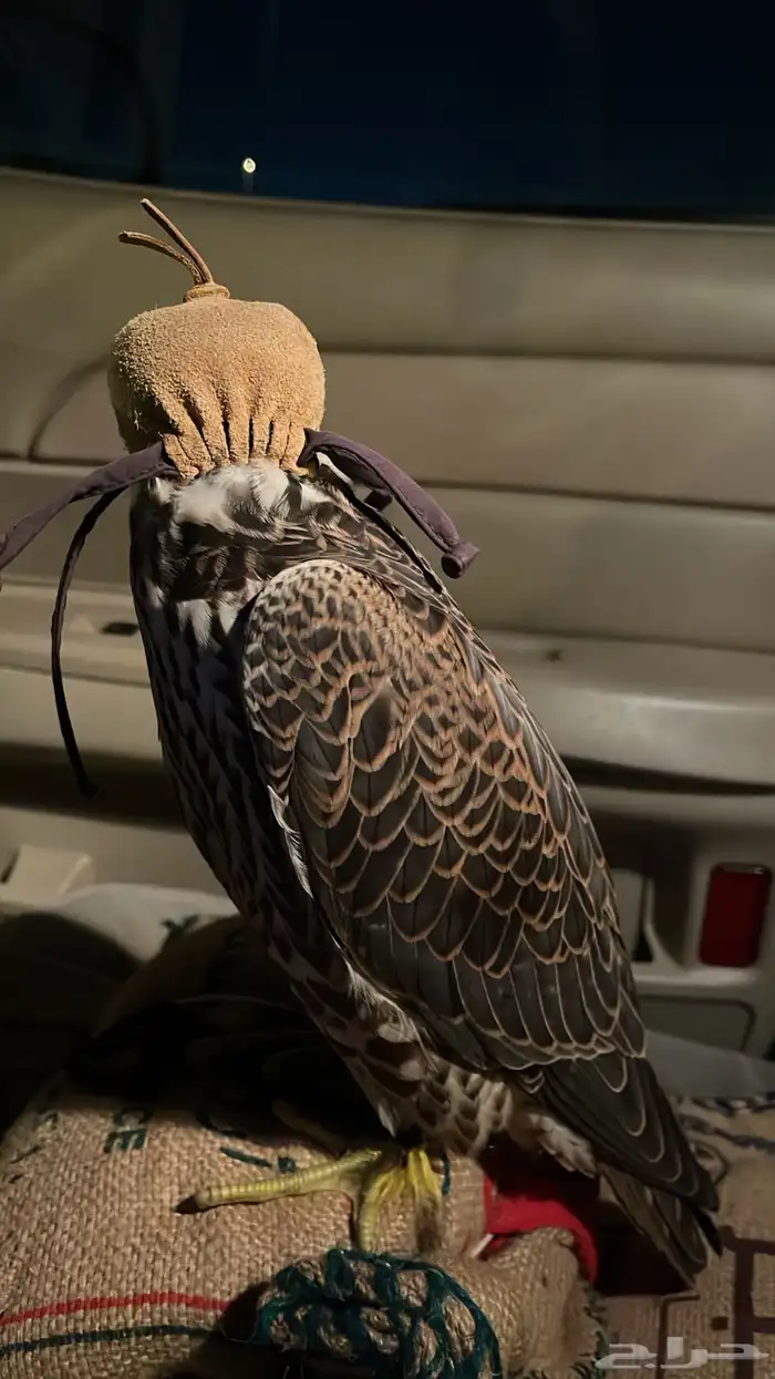 كداد وموصل من الرياض الى الخبر الدمام البحرين 2