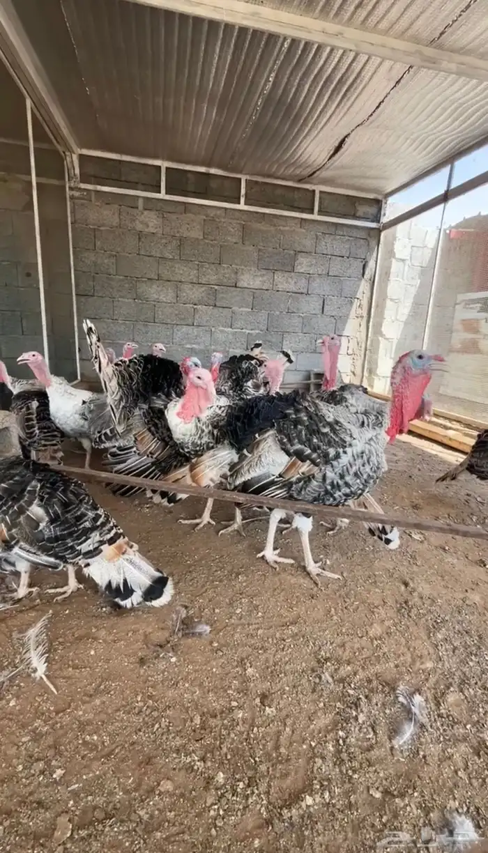 دجاج وديوك رومي 3