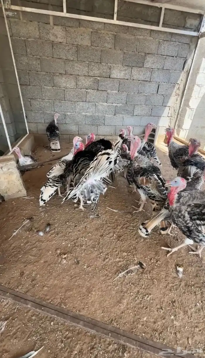 دجاج وديوك رومي 1