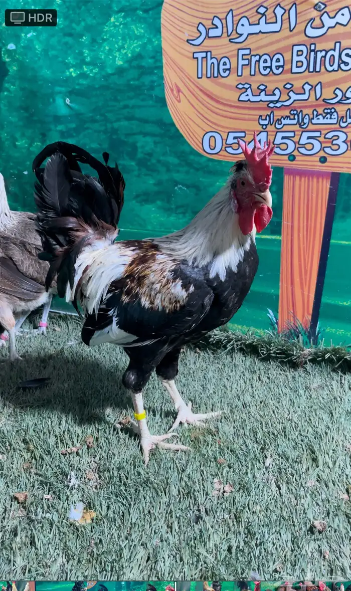 دجاج عربي اصيل ترثه شوكي 9