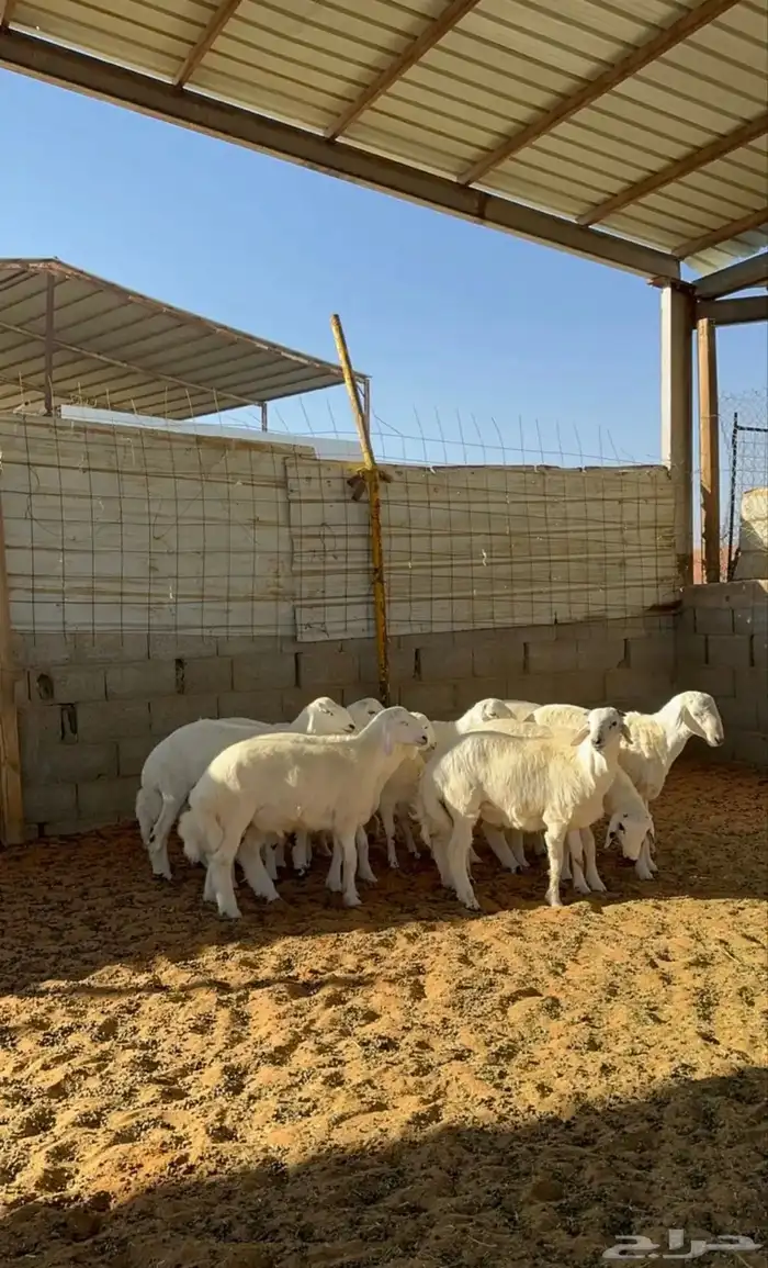خرفان حريات 2