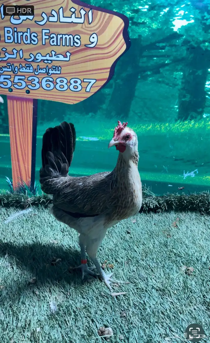 دجاج عربي اصيل ترثه شوكي 8