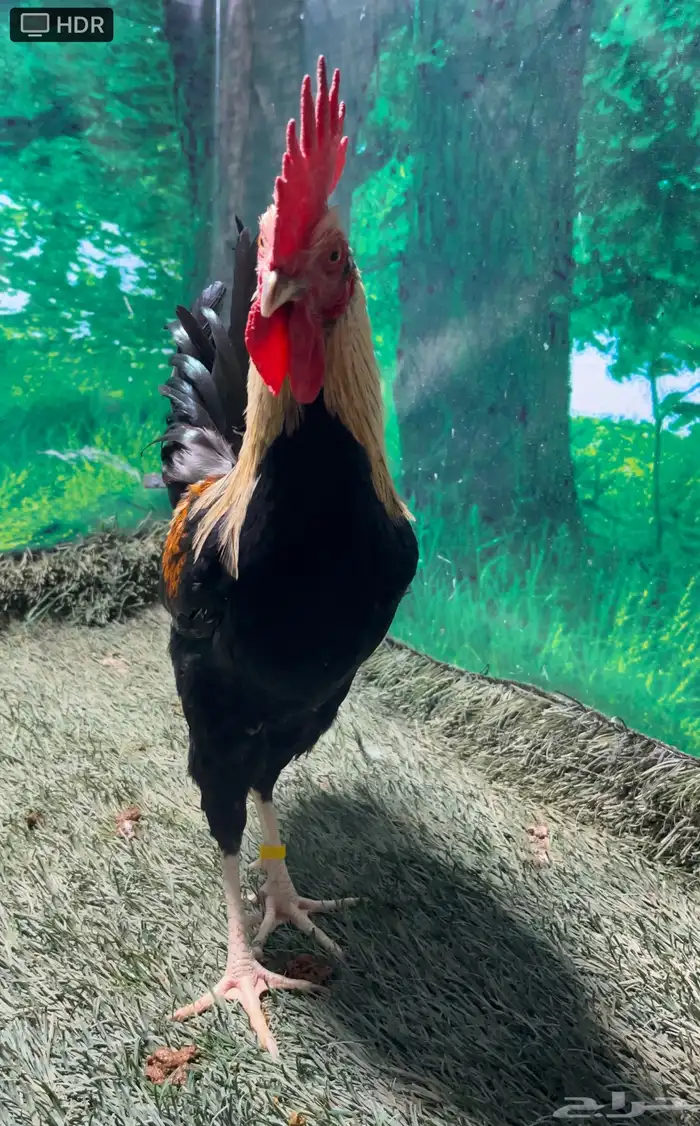 دجاج عربي اصيل ترثه شوكي 14