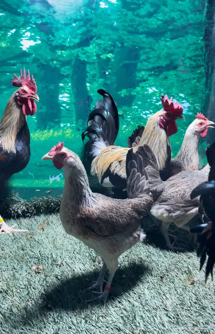 دجاج عربي اصيل ترثه شوكي 6