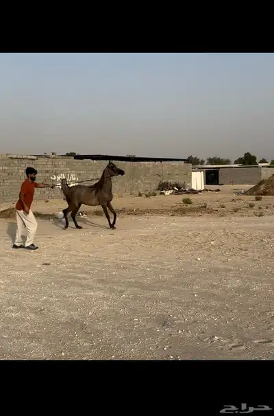 مهره عربية أصيلة (مبيوعه) 1