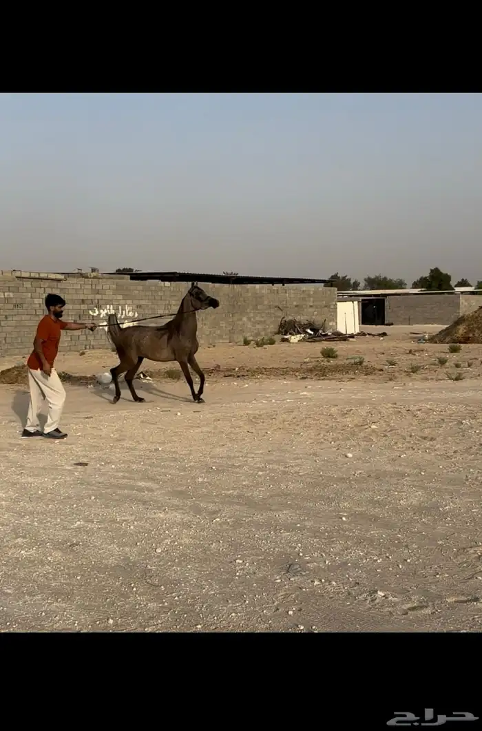 مهره عربية أصيلة (مبيوعه) 1