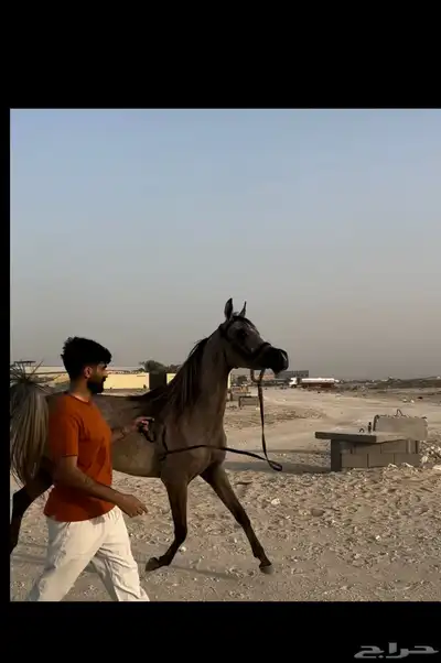 مهره عربية أصيلة (مبيوعه) 0