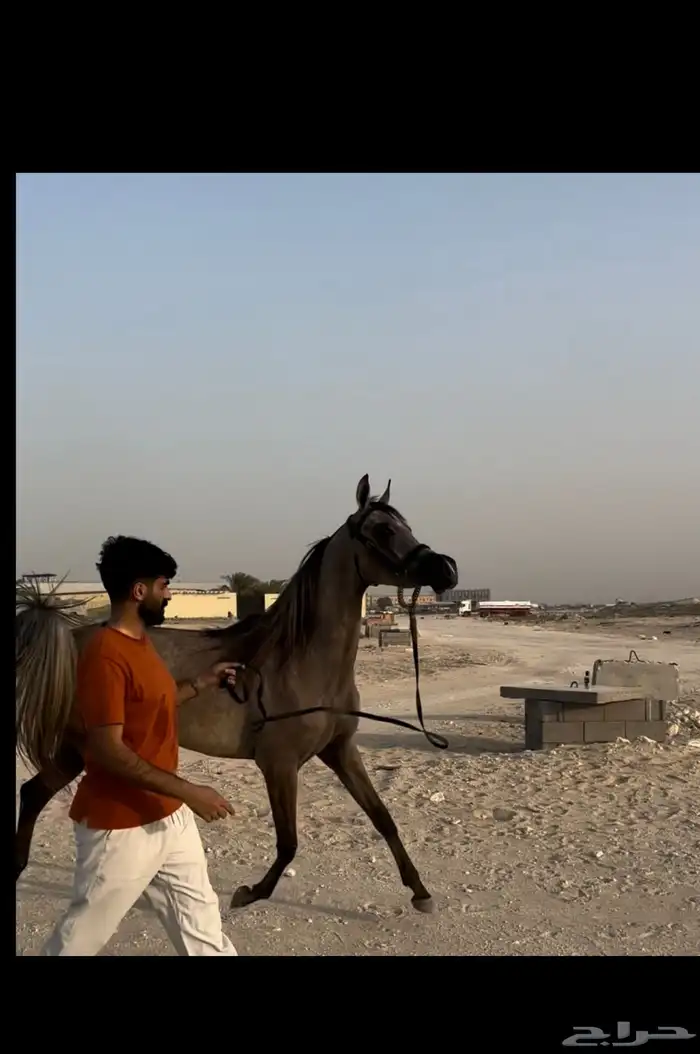مهره عربية أصيلة (مبيوعه) 0