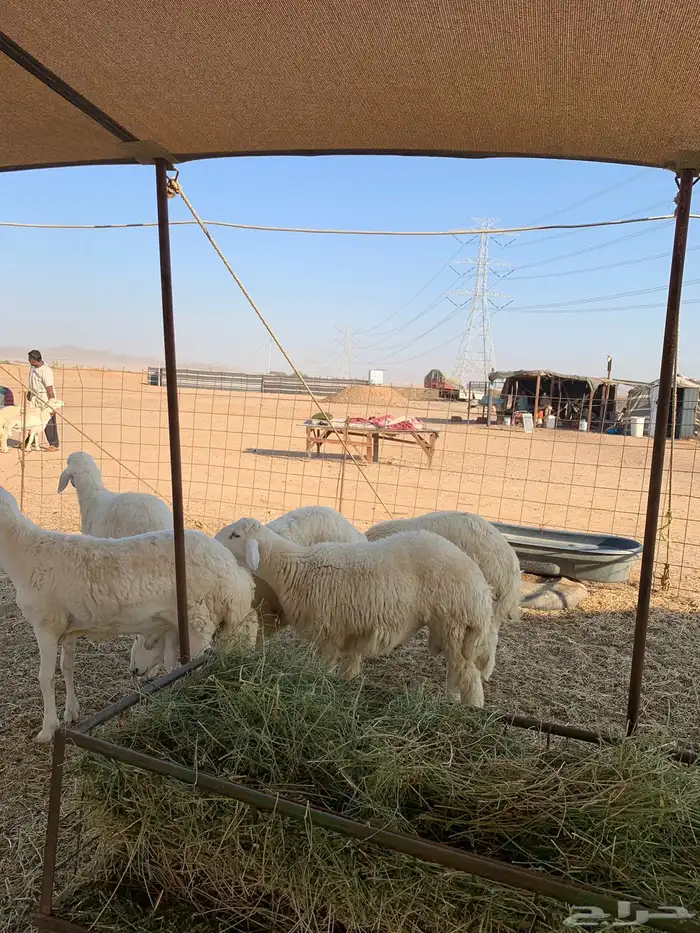 ذبايح حري ذبائح مناسبات بااقل الاسعار يوجد توصيل 2