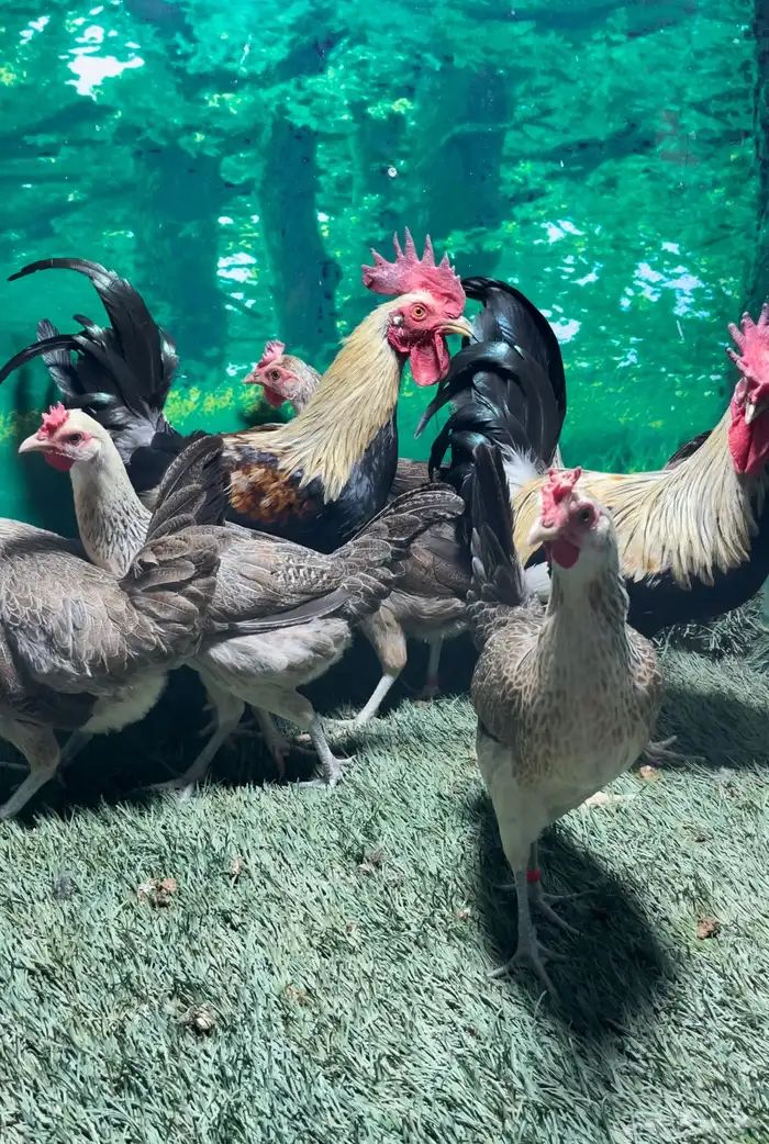 دجاج عربي اصيل ترثه شوكي 7