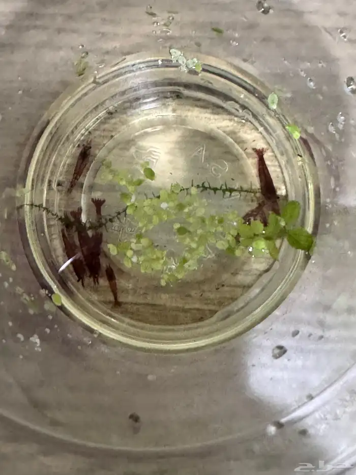 روبيان او شرمب نهري لاحواض السمك 7