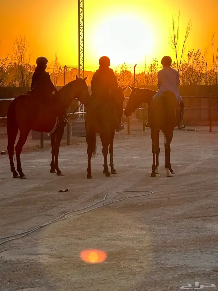 رحلات خارجيه بالخيل 26