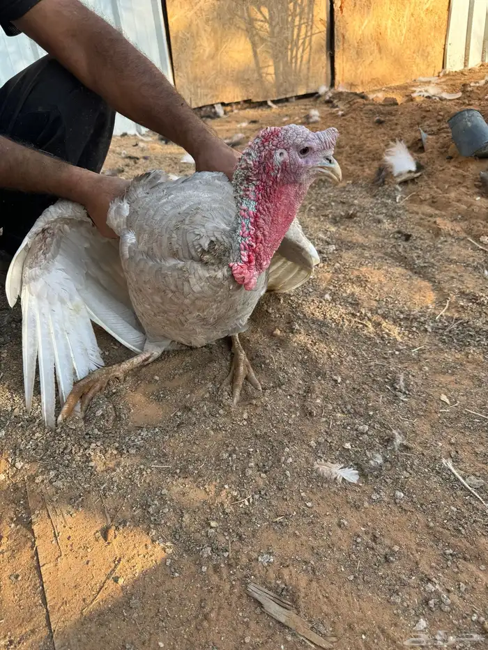 دجاج رومي بشائر وبياض وديوك رومي للذبح 8