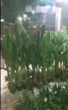 مشتل هيام لجميع انواع الزرع الطبيعي والثيل الطبيعيC2000 8